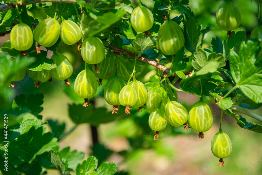 Gooseberries ripen on a branch.