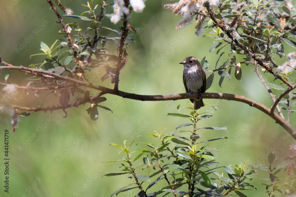 Obraz premium flycatcher on flowering branch on green background in summer
