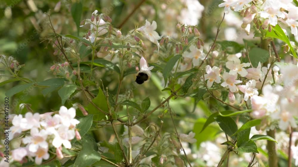 A bumblebee hovers over various flowers in search of nectar. It loses small lumps of nectar that it has collected but which it does not manage to hold on to. A bumblebee hovers over various flowers in search of nectar. It loses small lumps of nectar that it has collected but which it does not manage to hold on to.