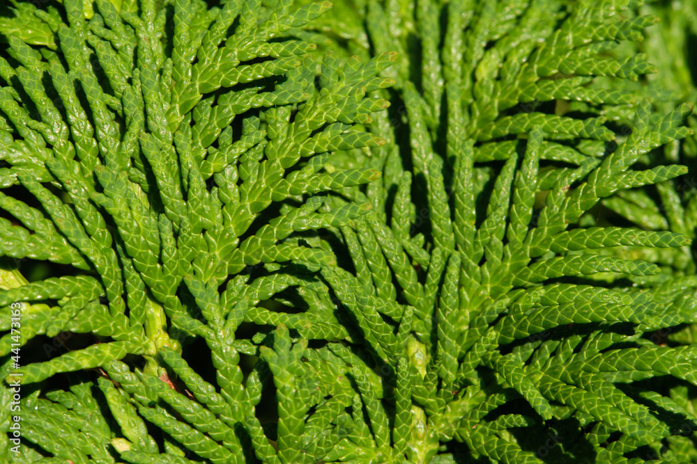 conifer needles closeup marco photography