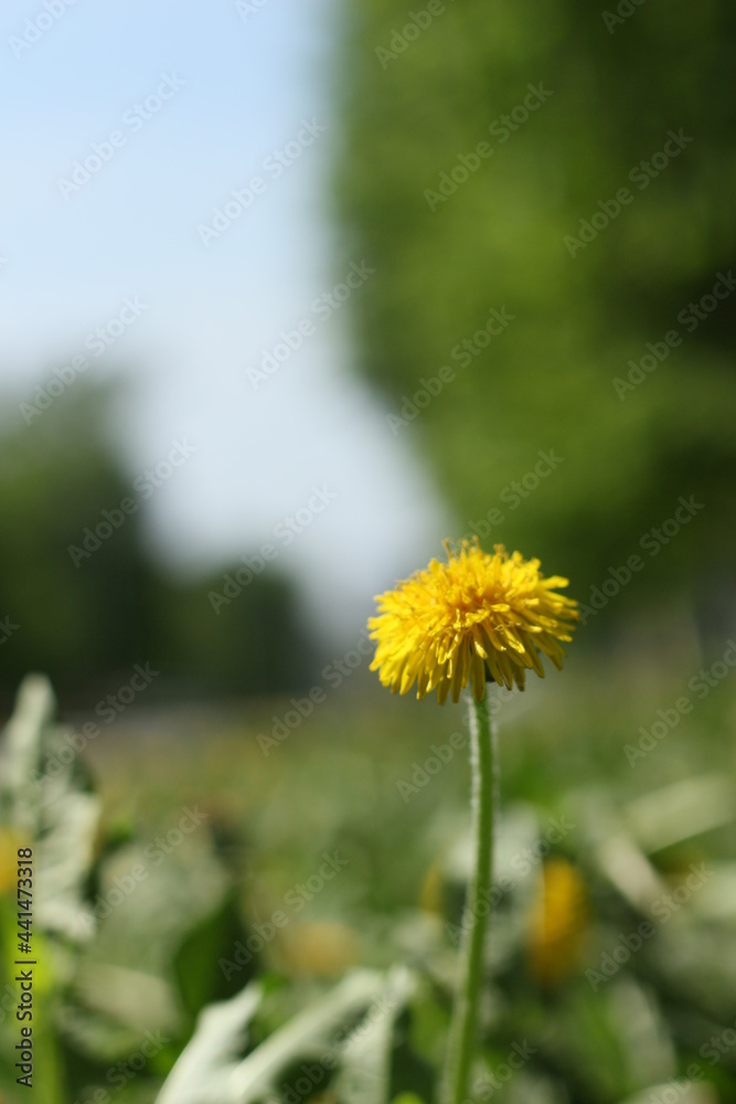 blooming flower, yellow flowers, beautiful flowers blooming flower, yellow flowers, beautiful flowers