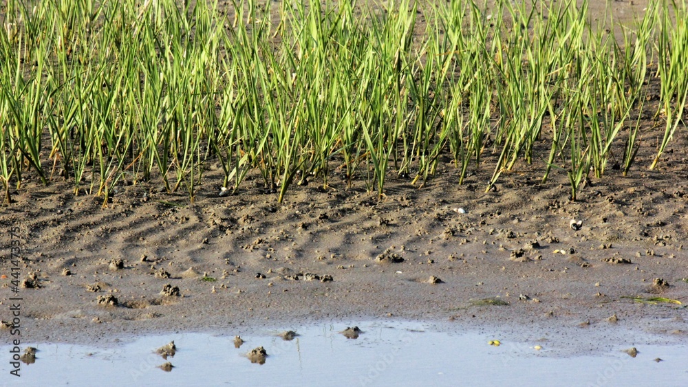 Tidal marsh wetland, The Wadden Sea National Park, Southern Jutland, Denmark ( Vadehavet ) Tidal marsh wetland, The Wadden Sea National Park, Southern Jutland, Denmark ( Vadehavet )