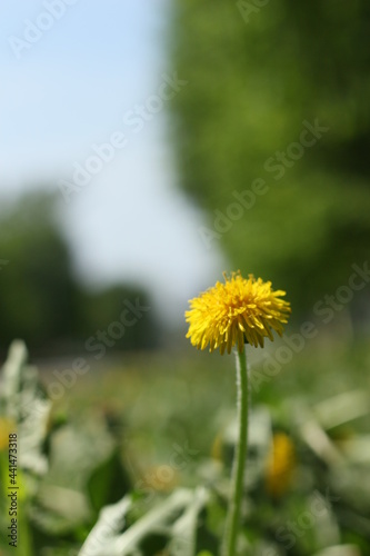 blooming flower  yellow flowers  beautiful flowers