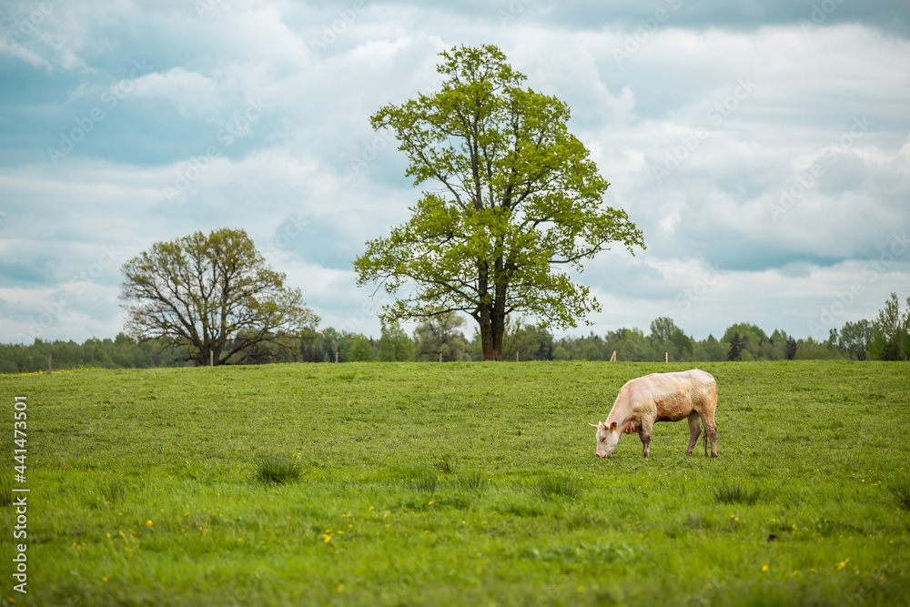 Fototapeta premium Cows graze in the meadow. Countryside green grass field