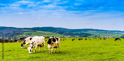 Kühe in freier Natur