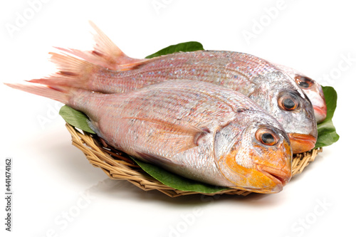 Raw porgy on white background