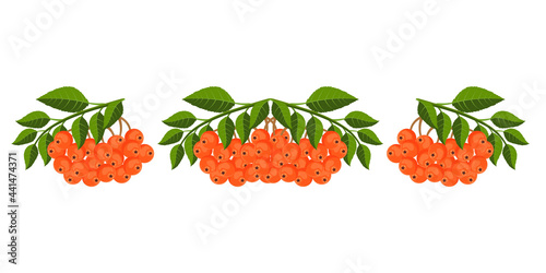 Set of bright vector rowan twigs isolated on a white background.