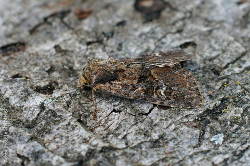 Closeup on the the small clouded brindle moth , Apamea unanimis