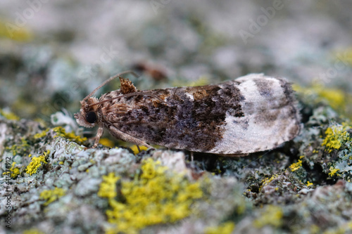 Closeup on the marbled orchard tortrix or green budworm moth , Hedya nubiferana