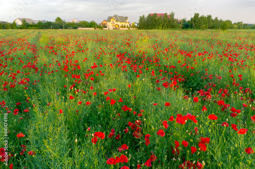 Blooming poppies field at sunset