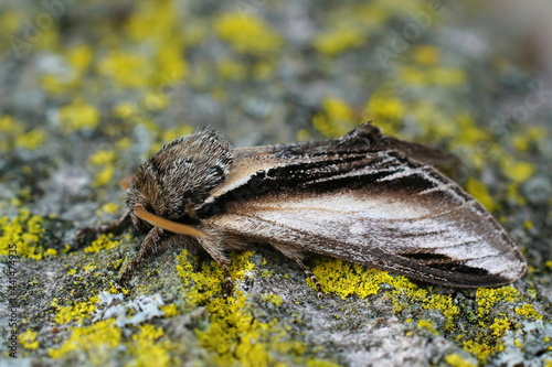 Closeup on the the swallow prominent, Pheosia tremula photo