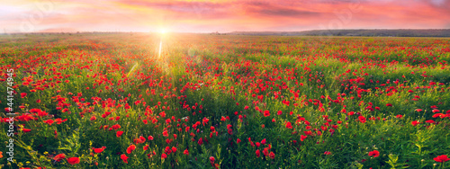 Blooming poppies field at sunset