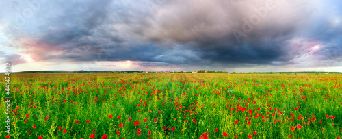 Blooming poppies field at sunset