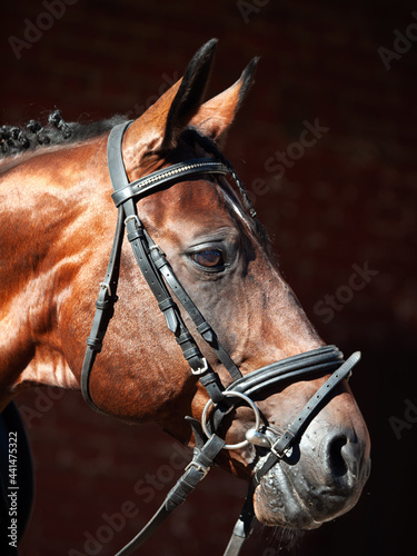 portrait of beautiful Trakehner stallion on stable background. sunny morning