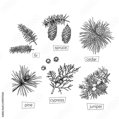 Black coniferous sketch set in vintage style on white background. Vector hand drawn. Retro illustration. Modern design element.