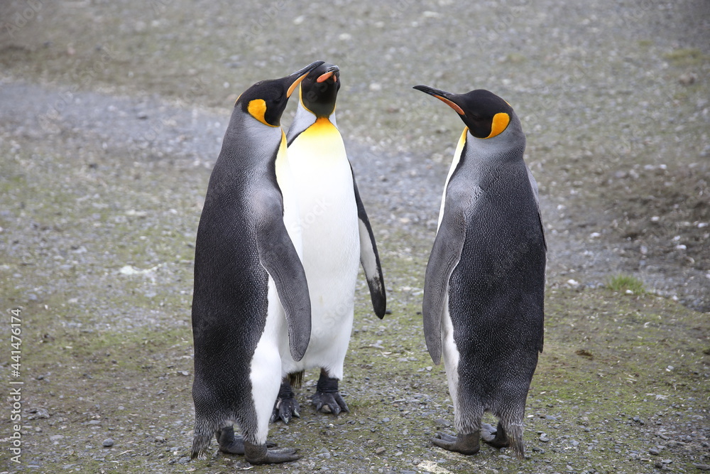 Fototapeta premium King penguin in South Georgia Island