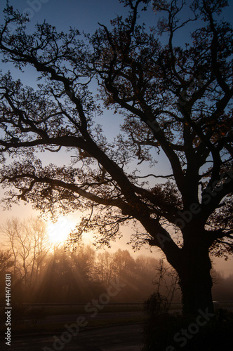 sunset in the forest