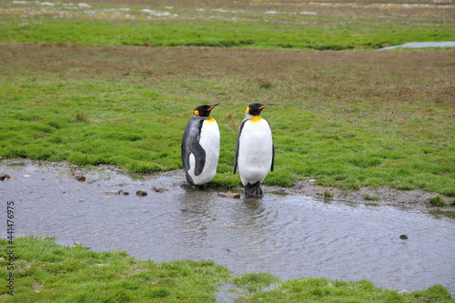 King penguin in South Georgia Island