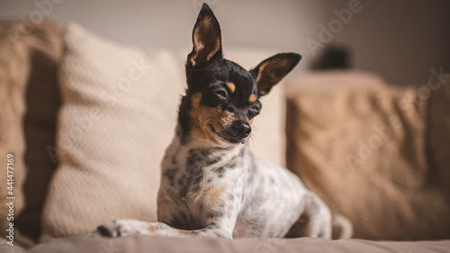 portrait of a dog