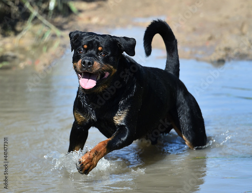 a mighty rottweiler in a water