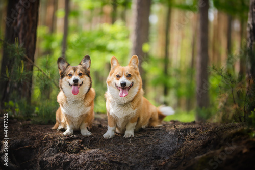 two happy dogs during a walk