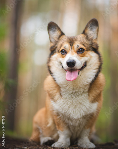 Welsh corgi pembroke dog in a forest lovely portrait
