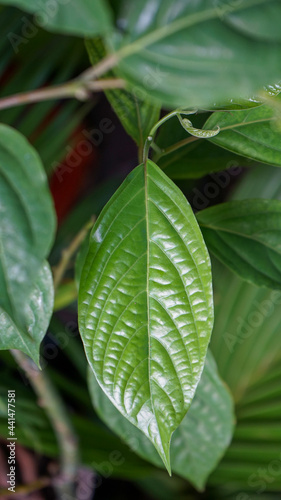 green leaf with water drops