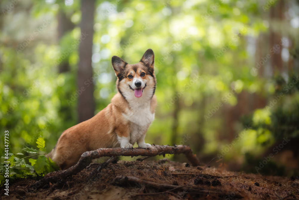 Welsh corgi pembroke dog in a forest lovely portrait