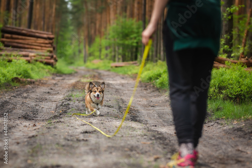 Fototapeta Naklejka Na Ścianę i Meble -  Welsh corgi pembroke training with owner in a forest