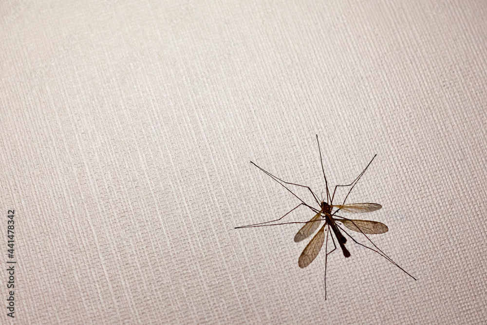 Crane fly on a wall