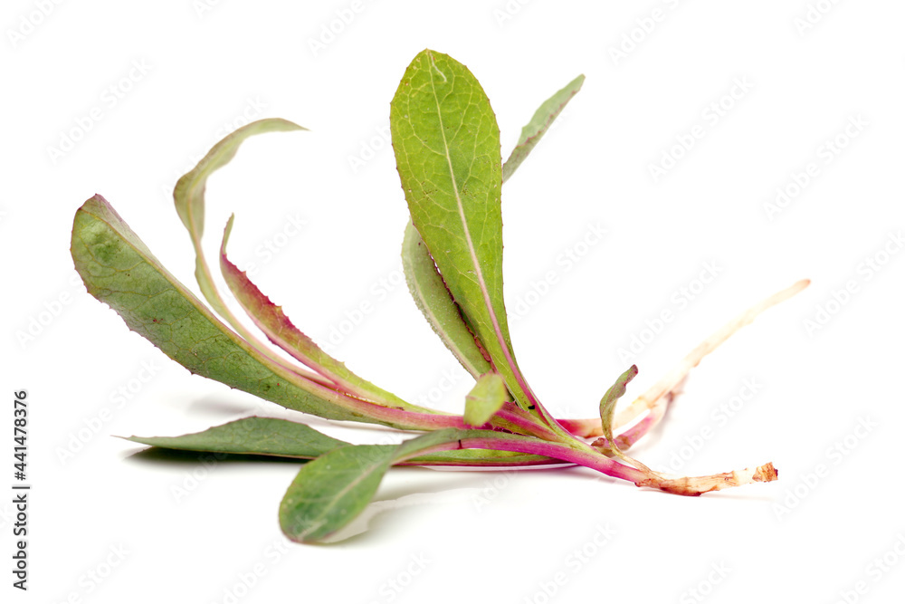 Obraz premium :Sonchus brachyotus DC on white background