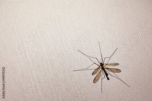 Obraz na płótnie Crane fly on a wall w salonie