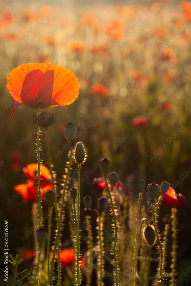 Red poppies in the field during sunset