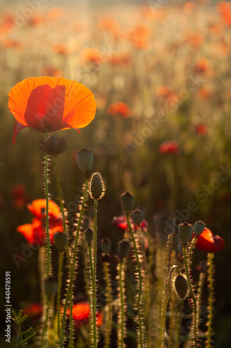 Red poppies in the field during sunset