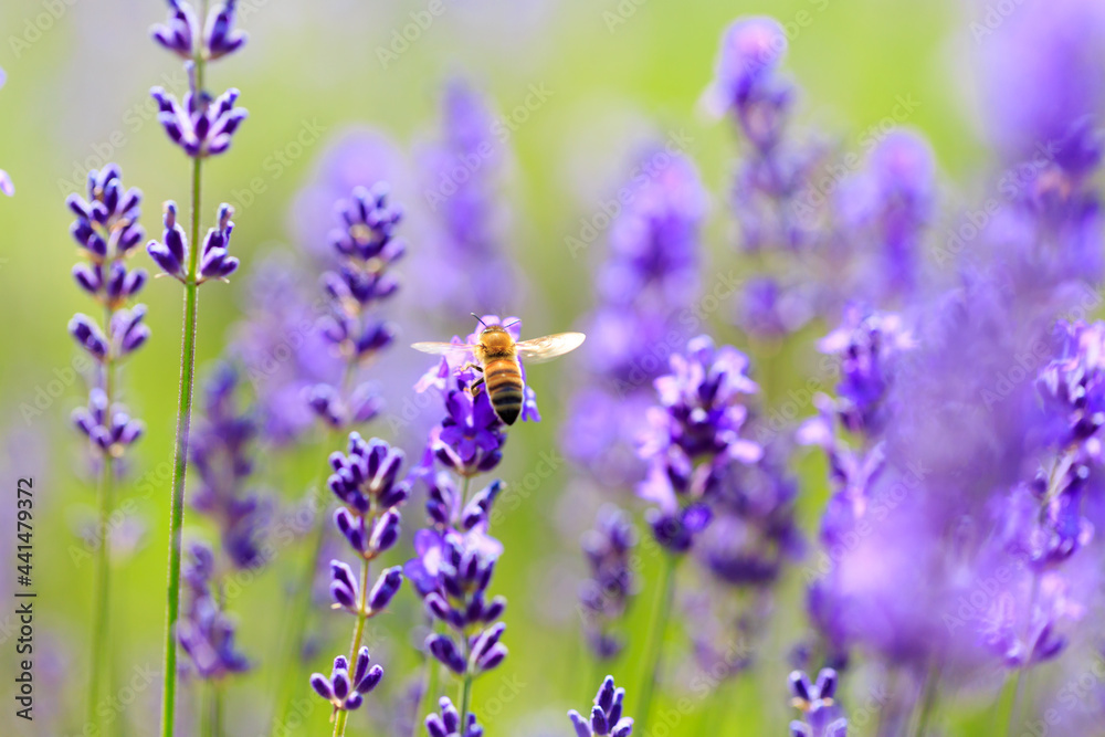 bee and lavender