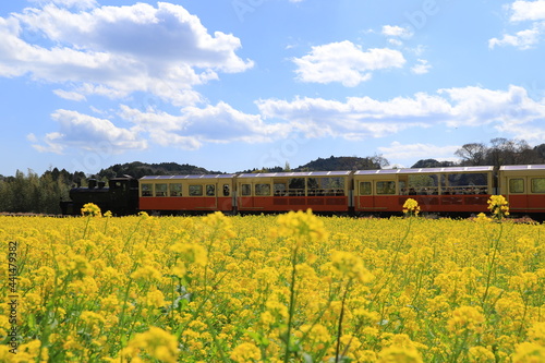 房総半島の小湊鉄道と菜の花畑 photo