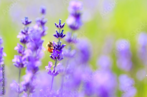 bee and lavender