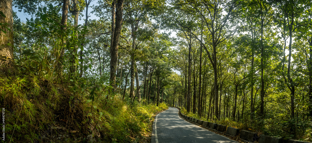 Fototapeta premium The Dreamy Road, Darjeeling, West Bengal, India