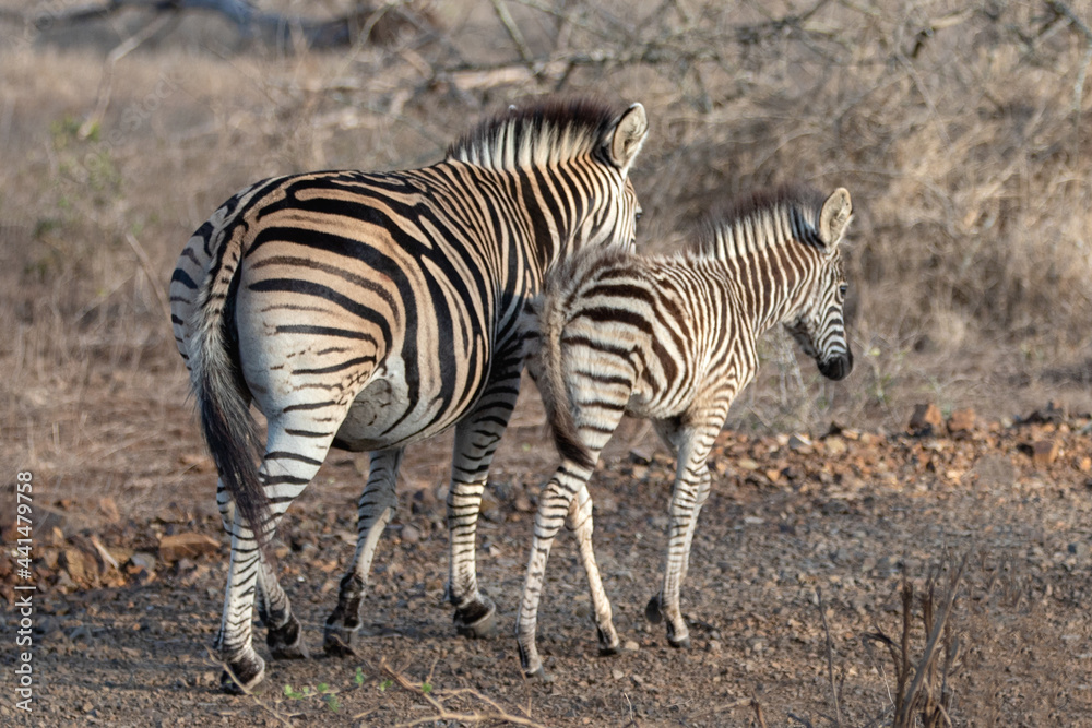 Zebra mare walking with her foal in Africa Zebra mare walking with her foal in Africa