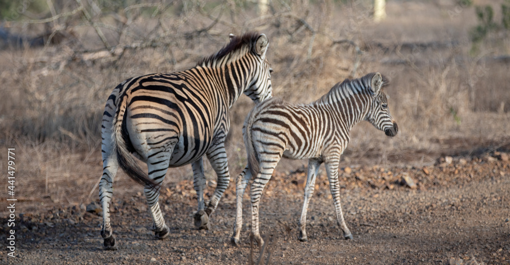 Zebra mare walking with her baby foal in southern Africa Zebra mare walking with her baby foal in southern Africa