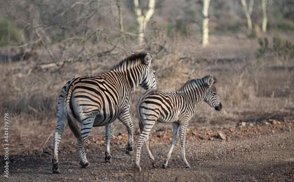 Obraz premium Zebra mare walking with her baby foal in southern Africa