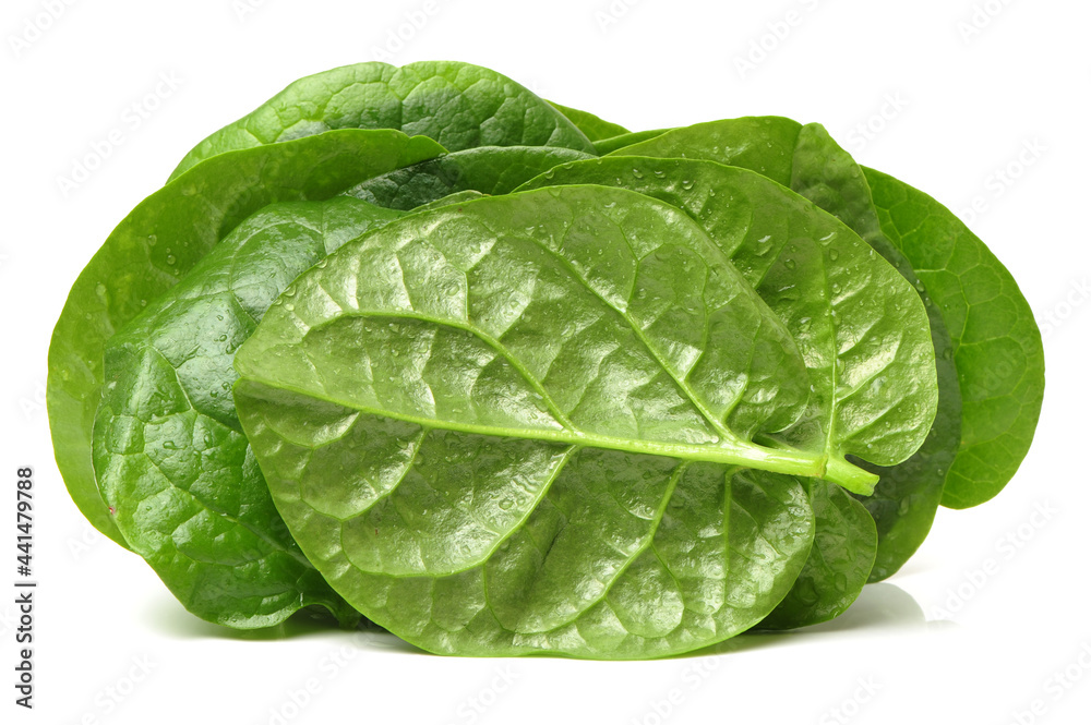 Fototapeta premium Stack of fresh malabar spinach vegetable leaves on white background