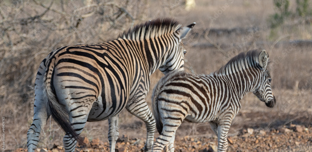 Zebra mother and foal walking side by side in southern Africa Zebra mother and foal walking side by side in southern Africa