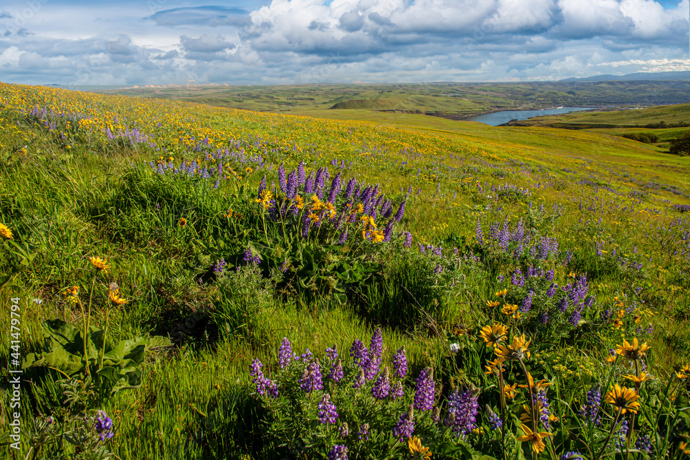 Obraz premium Wildflowers in the rolling hills above the Columbia River in Columbia Hills State Park, Washington.
