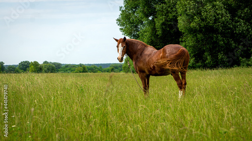 Young beautiful horse grazes on a green meadow