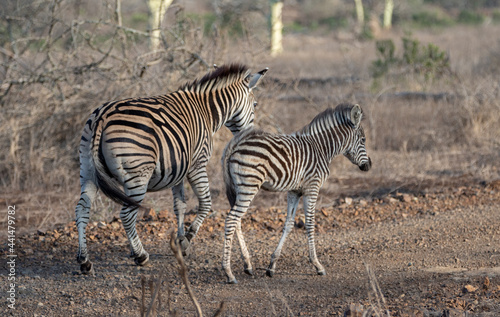 Zebra mother and foal walking side by side in southern  Africa