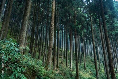 Pines of Lamahatta, Darjeeling, India