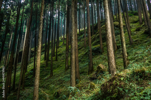 Green slopes of Lamahatta, Darjeeling, India photo