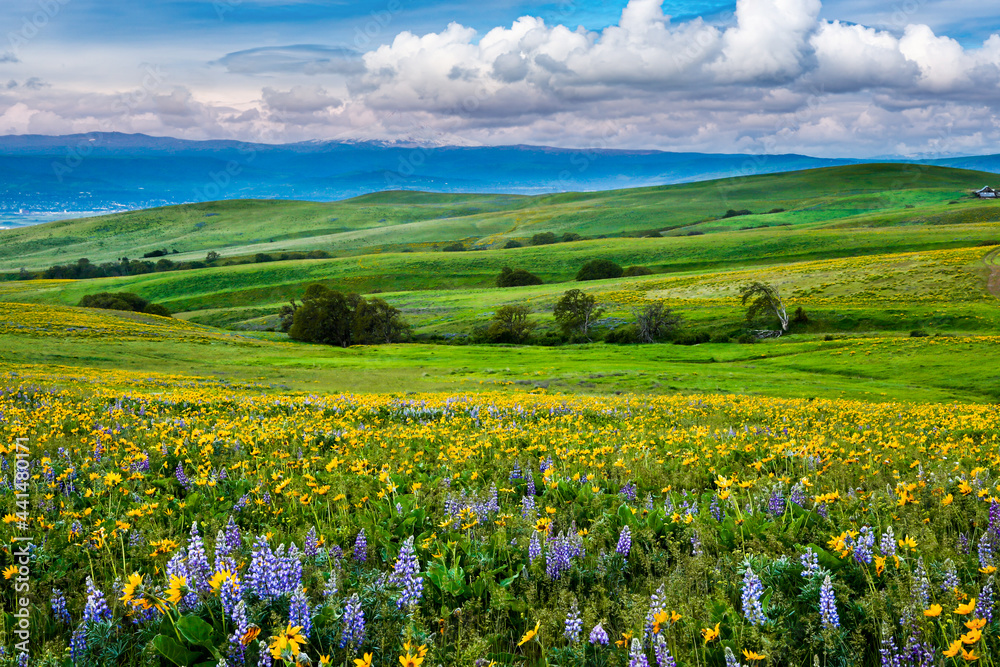Wildflowers in the rolling hills above the Columbia River in Columbia Hills State Park, Washington, with partially obscured Mt Hood in the background.