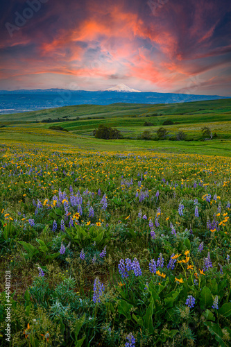 Wildflowers at sunset in the rolling hills above the Columbia River in Columbia Hills State Park  Washington  with Mt Hood in the background.